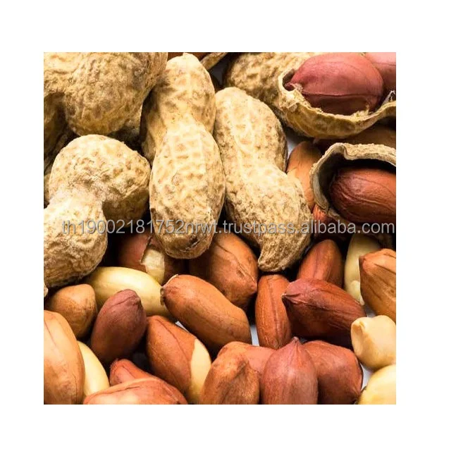 
Raw Peanuts for Sale Crop Plants Graines de Legumes Legume Plants Groundnuts Edible Seeds for Export Quality 