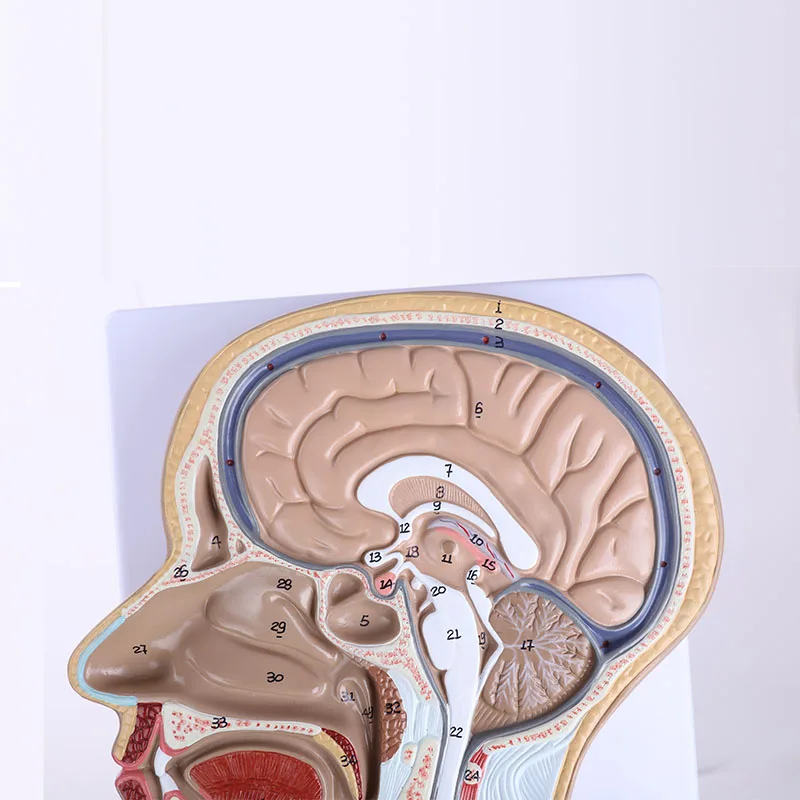 BIX-1065 look real and modelling lifelike and high quality head middle section model