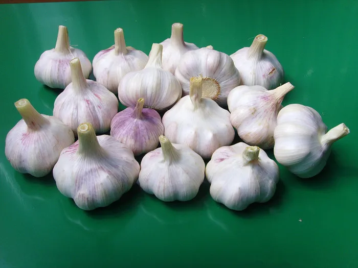 New Crop Chinese Fresh Natural Normal  White Garlic Wholesale