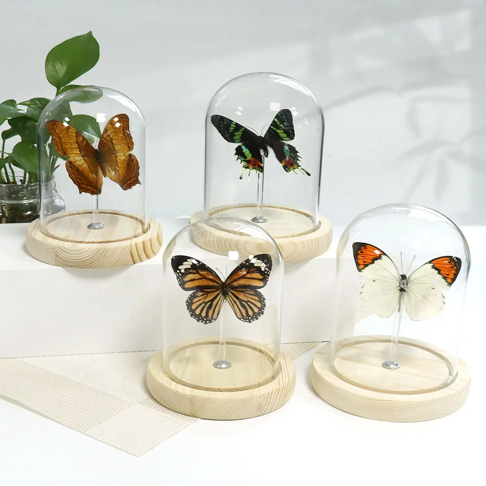 High quality Gift Biological Teaching real butterfly specimen wholesale dried wood base real butterfly specimen with glass dome