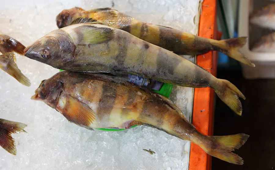 Shandong Ocean Village Food Hot Sale Seafood Frozen Okhotsk Atka Mackerel