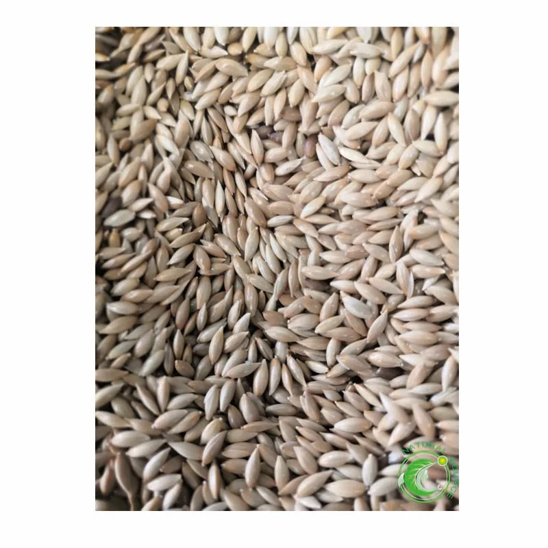 Pure Natural Canary Seeds For Birds Food