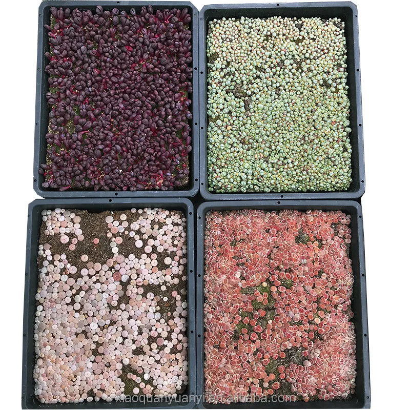 
violet Lithops in bonsai Wholesale sales of all kinds of Dendrobium lithops 