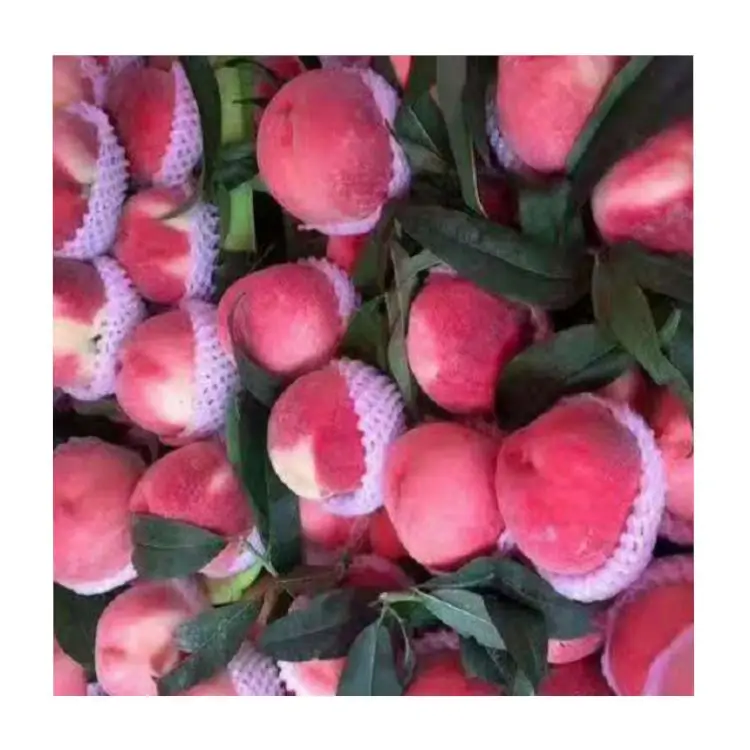 Полностью укомплектованный персик, высокое качество, оптовая продажа, фрукты большой формы, сладкая свежая пешь Cangfang