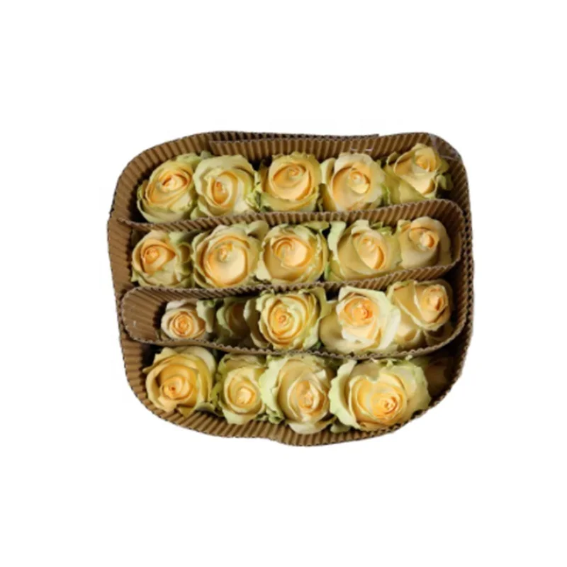 
real fresh flower fresh cutting flowers Peach Snow Mountain rose in Champagne by Yunnan Flowers Fields 