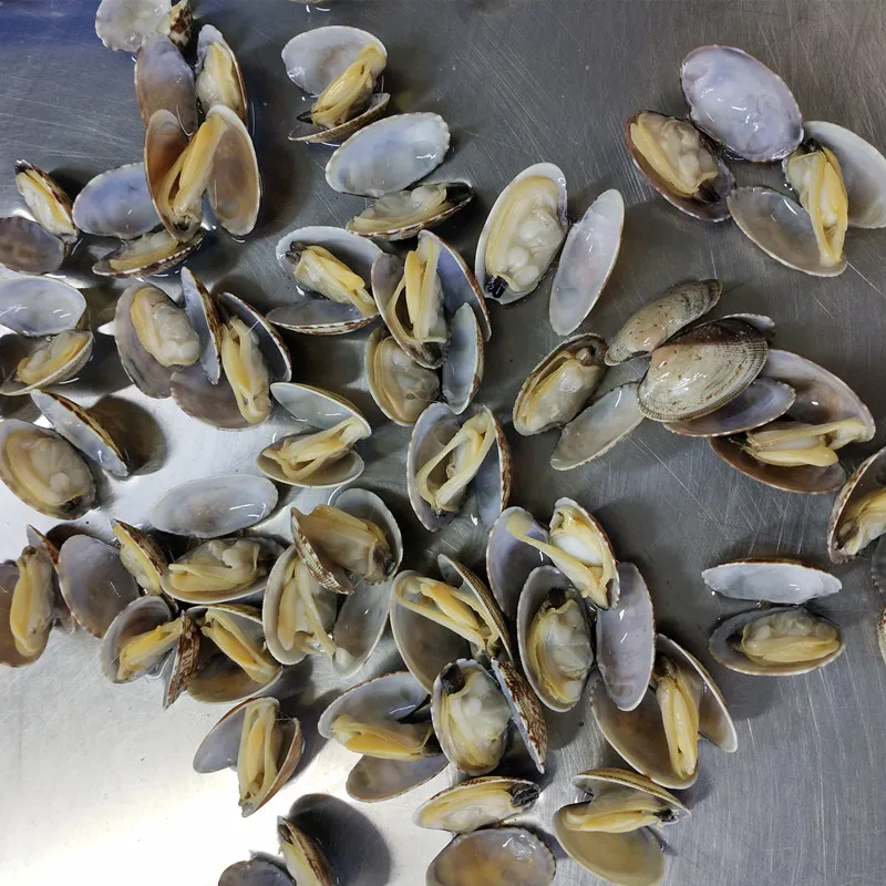 seafood supplier live frozen short necked clam with shell