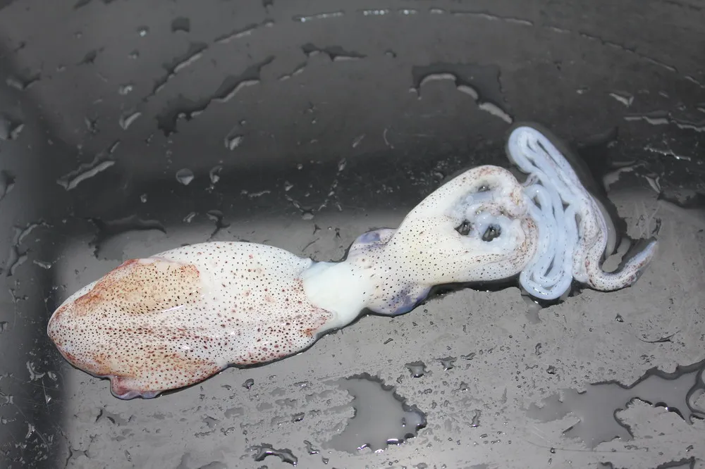 
Frozen squid 3-6cm loligo Whole Round squid on sale 