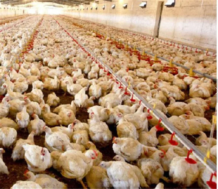 360 Degree Automatic Chicken Feeder Broiler Pan floor Feeding System