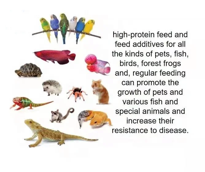 High protein bsf larvae animal feed insect