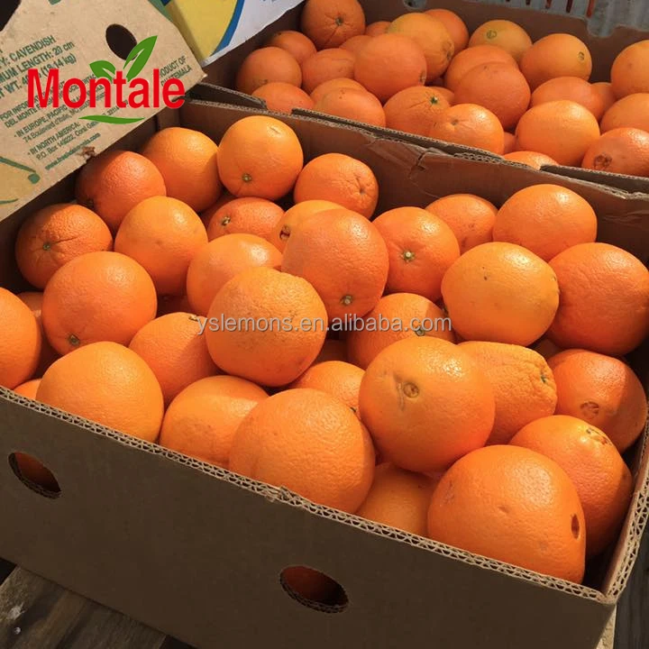 Montale Chinese Wholesale Orange Importer Navel Oranges Fresh Oranges