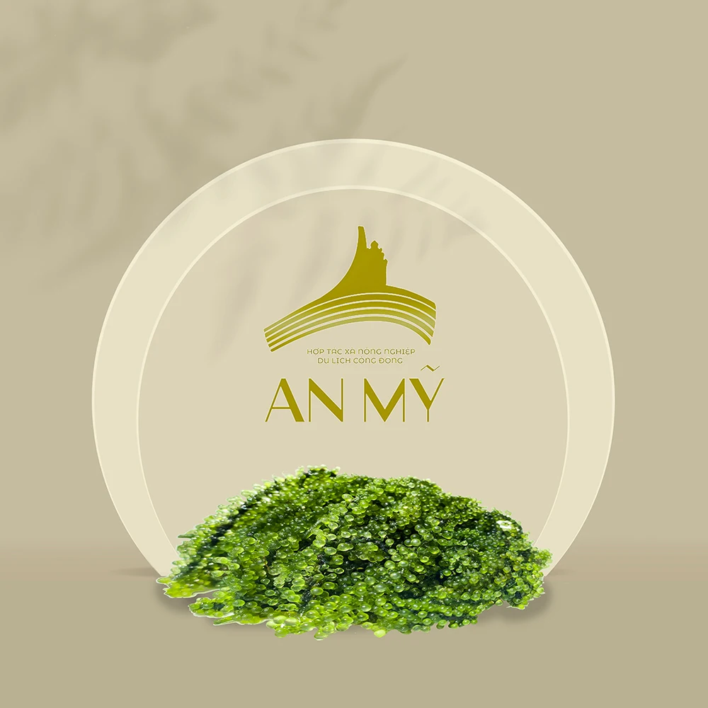 Top Grade Product Organic Green Food Sea Grapes From Viet Nam Dried Seasoned Seaweed