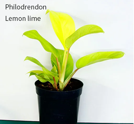
New products of Philodendron lemon lime on sale 