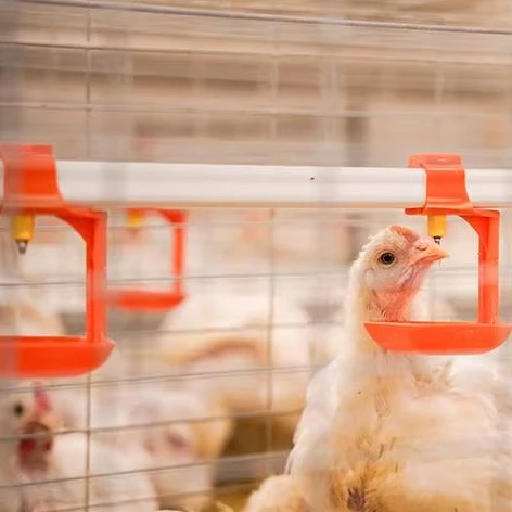 Poultry Broiler Chicken Drinking Nipple for Floor or Cage System Animal Drinkers Product