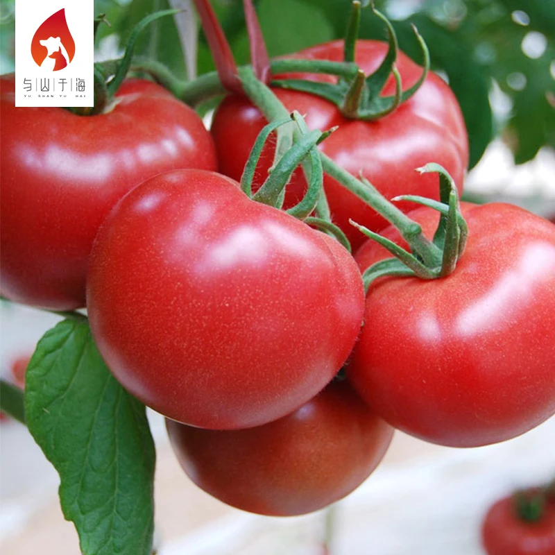 Farmhouse Careful Planting Shipping Fresh Tomatoes China Brand Names Fresh Tomato