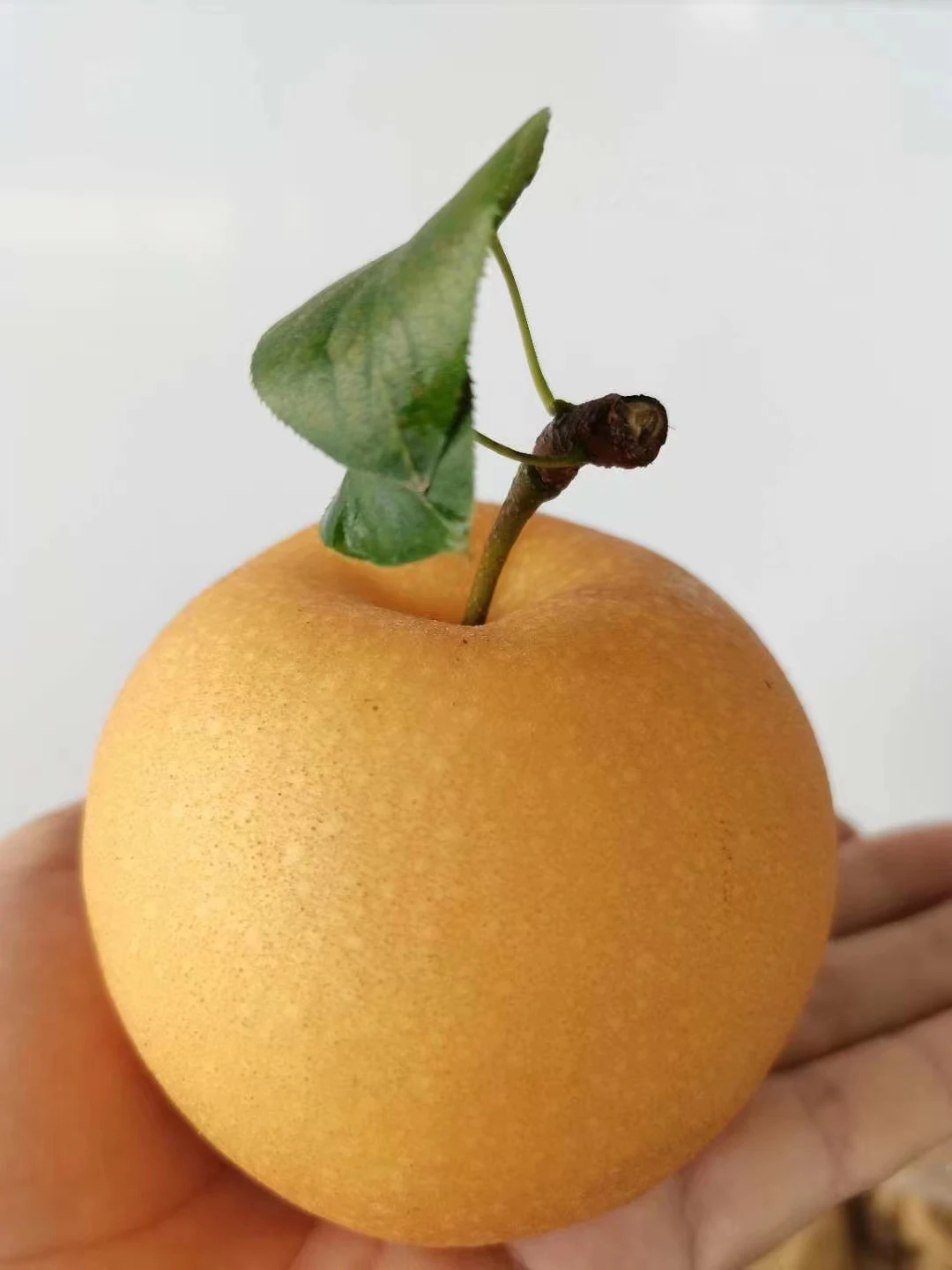Factory Price Fresh Pear From Chinatyrkey Fresh Pear