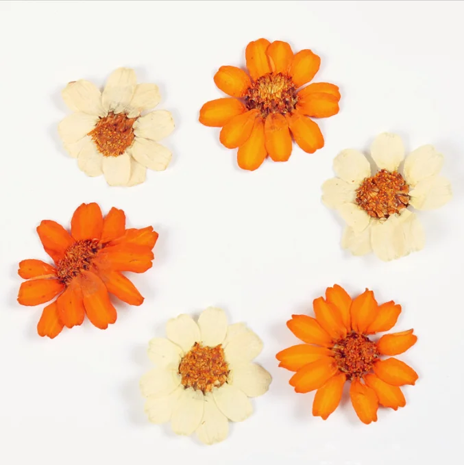 Natural Real Dried Pressed youth-and-old-age Pressed Flowers Plant Flower Specimens Dried Zinnia Elegans for Epoxy Flower