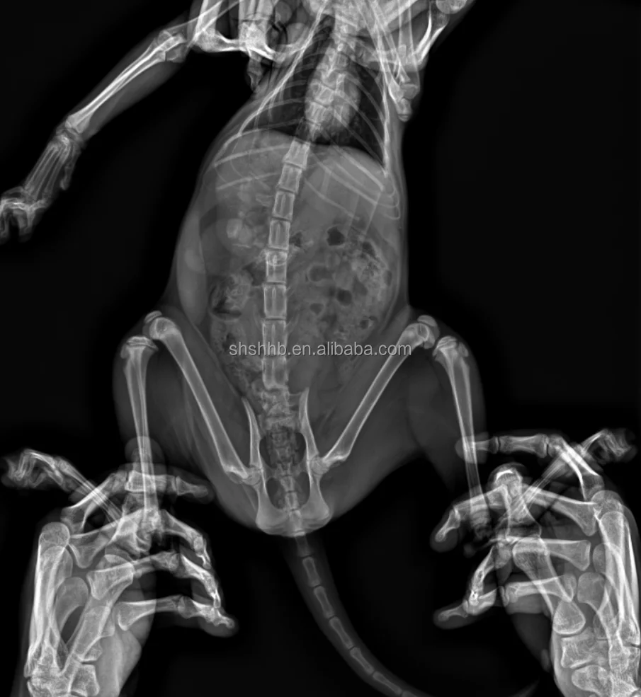 1717 Portable a-Si Digital Veterinary equipment X ray flat panel detector Mobile Radiography Machine for  horse farm animals