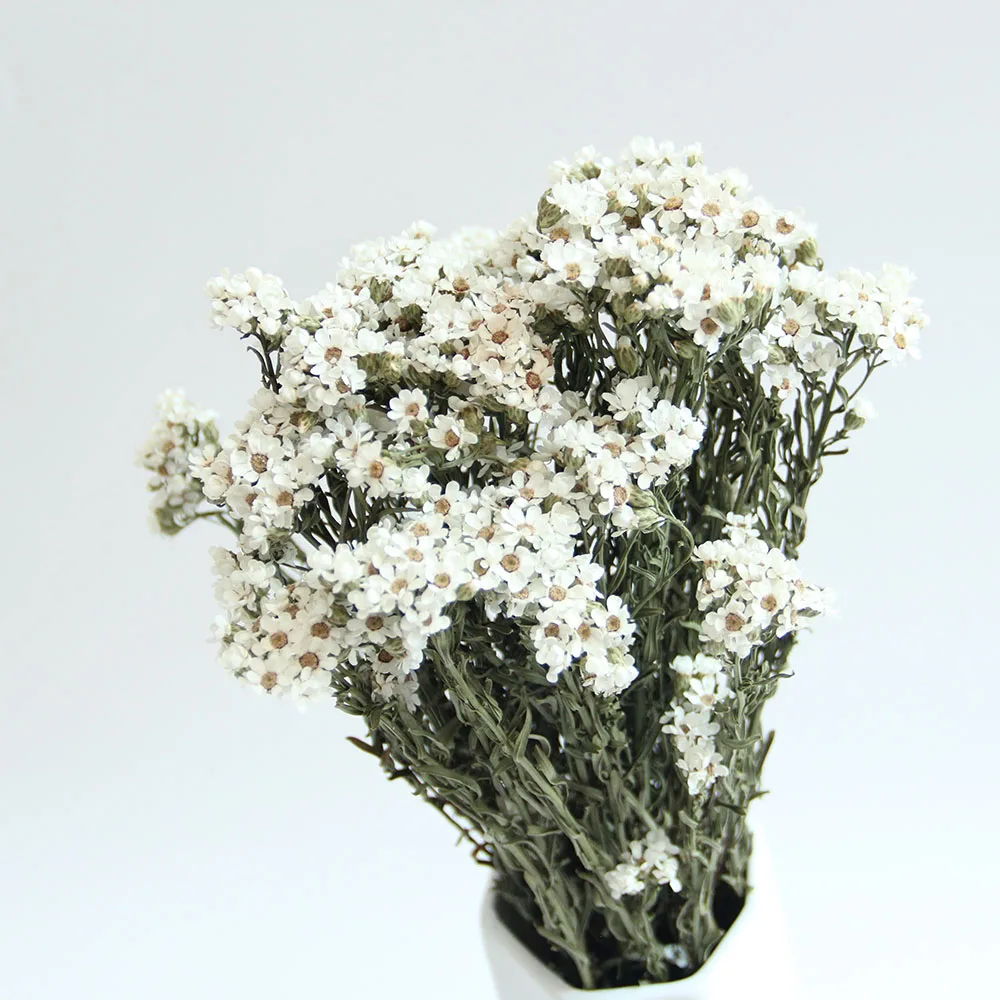 Top Seller Wholesale Most Popular Dried Flowers Small White Flowers Cheese Daisy White Plums For Decorative Wedding Party
