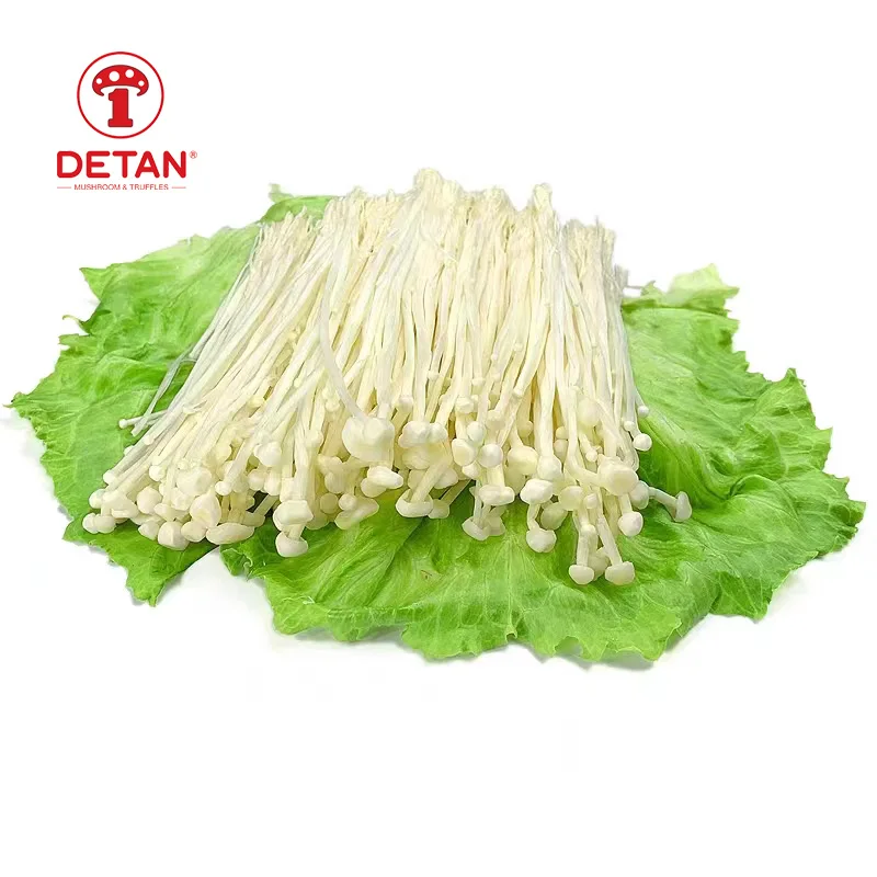 detan Sold all year roun fresh Origin Jamur Enoki Mushroom From China