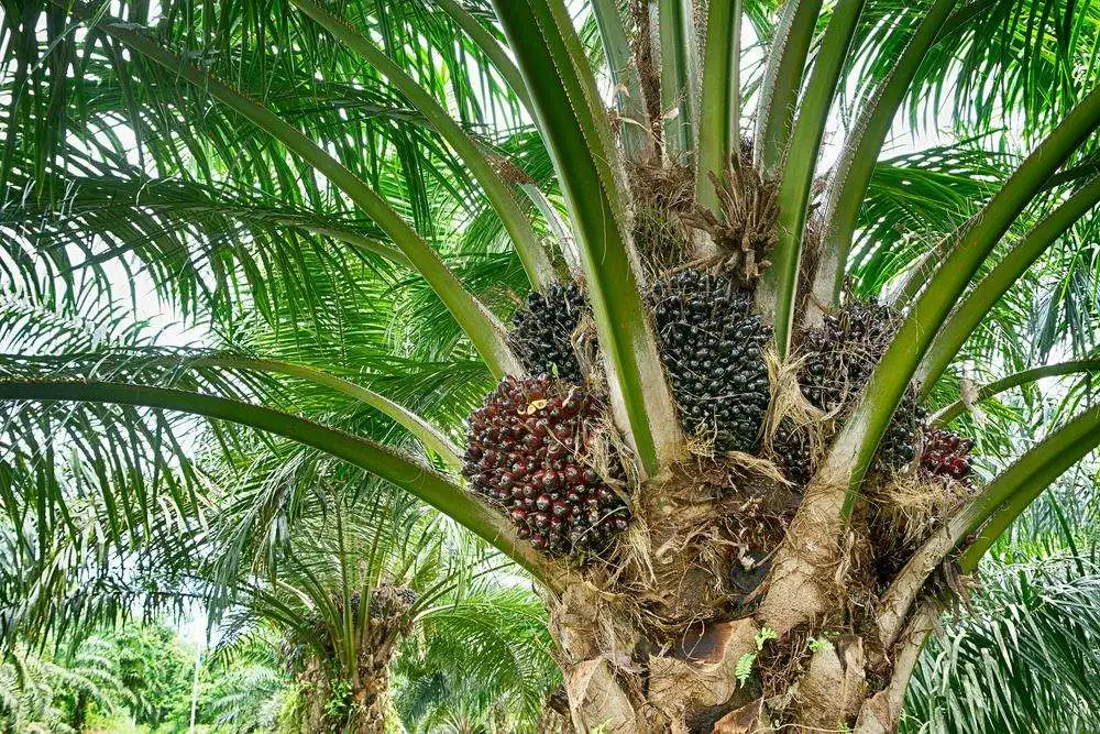 Palm Cooking Oil 5.jpeg
