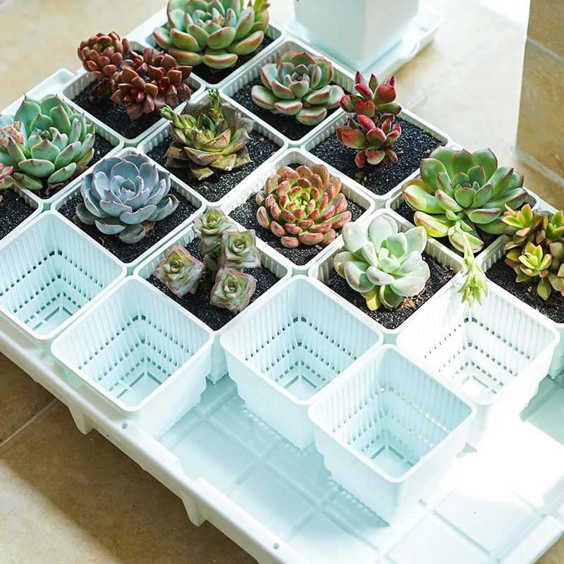 Оптовая продажа, дешевые квадратные суккуленты для украшения сада/дома с высокой степенью покупки