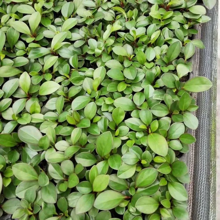 Рассада с тканевой культурой фиолетовый Колокольчик перец