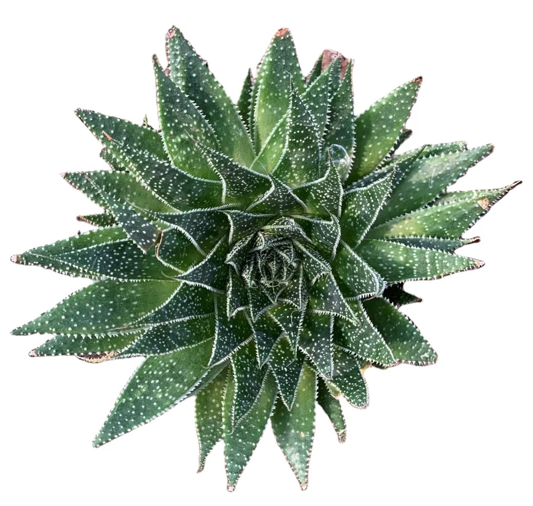 
Various cactus and succulent plants real haworthia limifolia variegata garden wholesale 