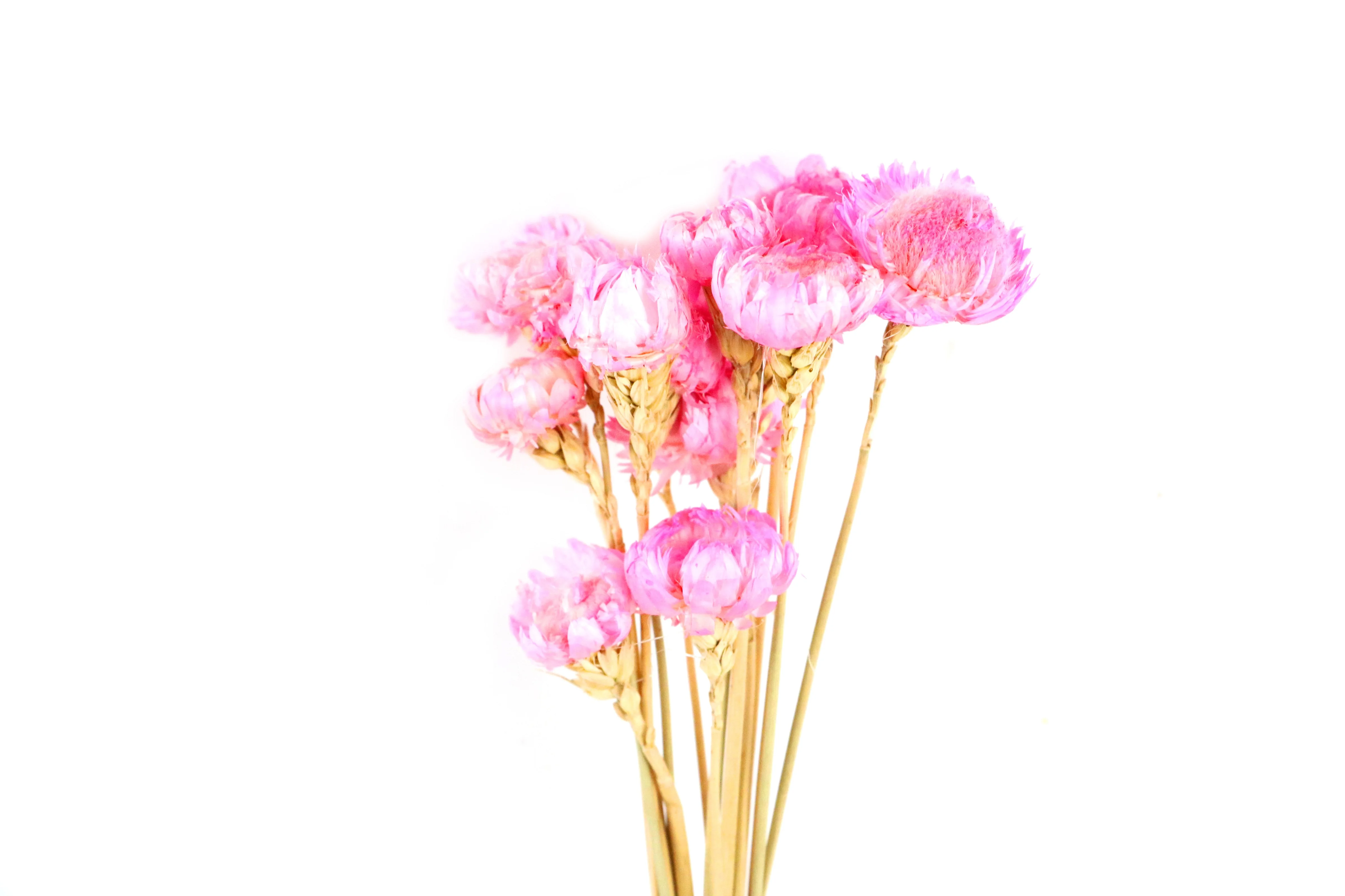 Popular Dried Strawflower Europe Colorful Helichrysum Bracteatum Straw Flower Dried Decorative Flowers & Wreaths Graduation