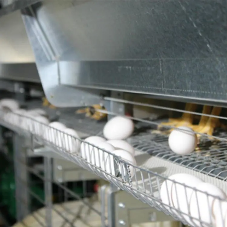 Industrial Fully Automated H Type 4 Tiers Hen Poultry Farming Battery Layer Automatic Chicken Cage For 10000 Birds