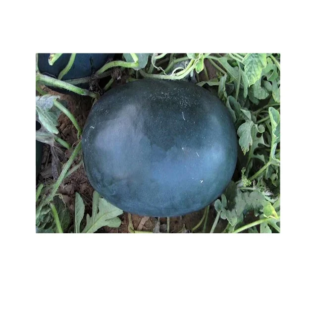 Высокое качество Гибридный скороспелости черный корки мякоть ярко-Красного арбуза Семена