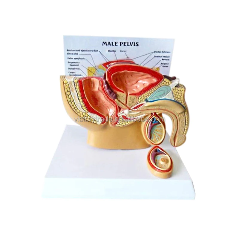 V-GF211214-1 Human male pelvic cavity sagittal anatomical model male prostate genitourinary system teaching model