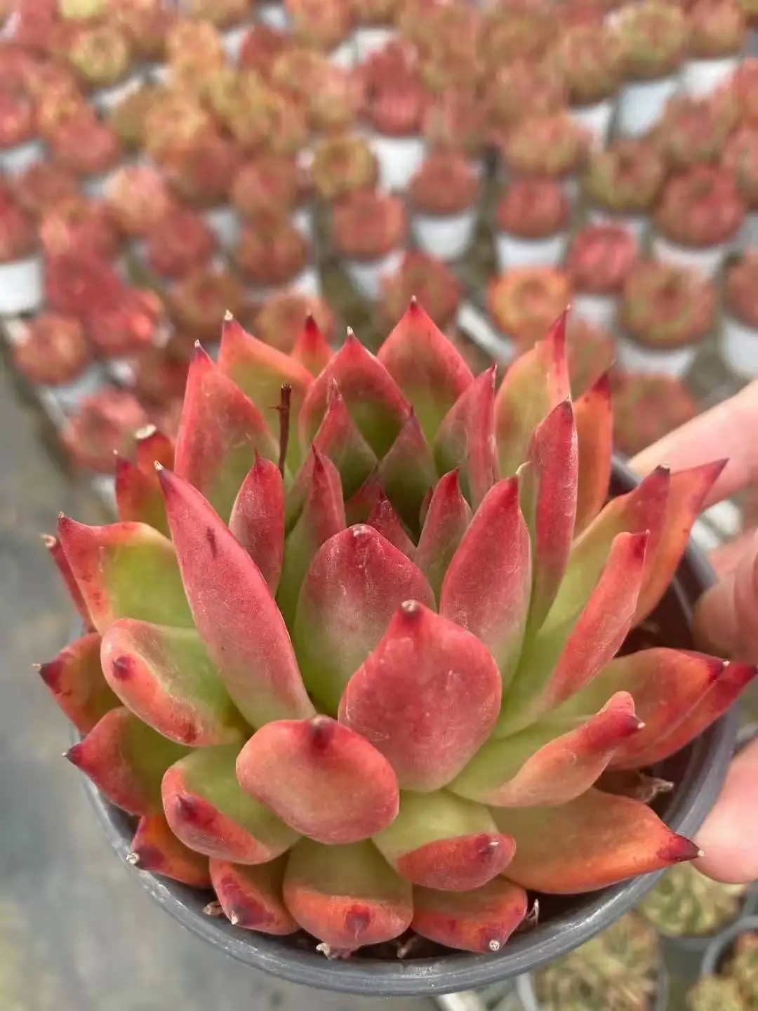 
WB37 Echeveria Frank Live Succulent live Plant woody plant bonsai indoor plant gardening Flora 