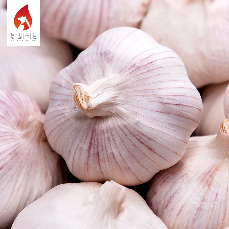 High Quality Health Food Garlic Wholesale Market Price Fresh Garlic