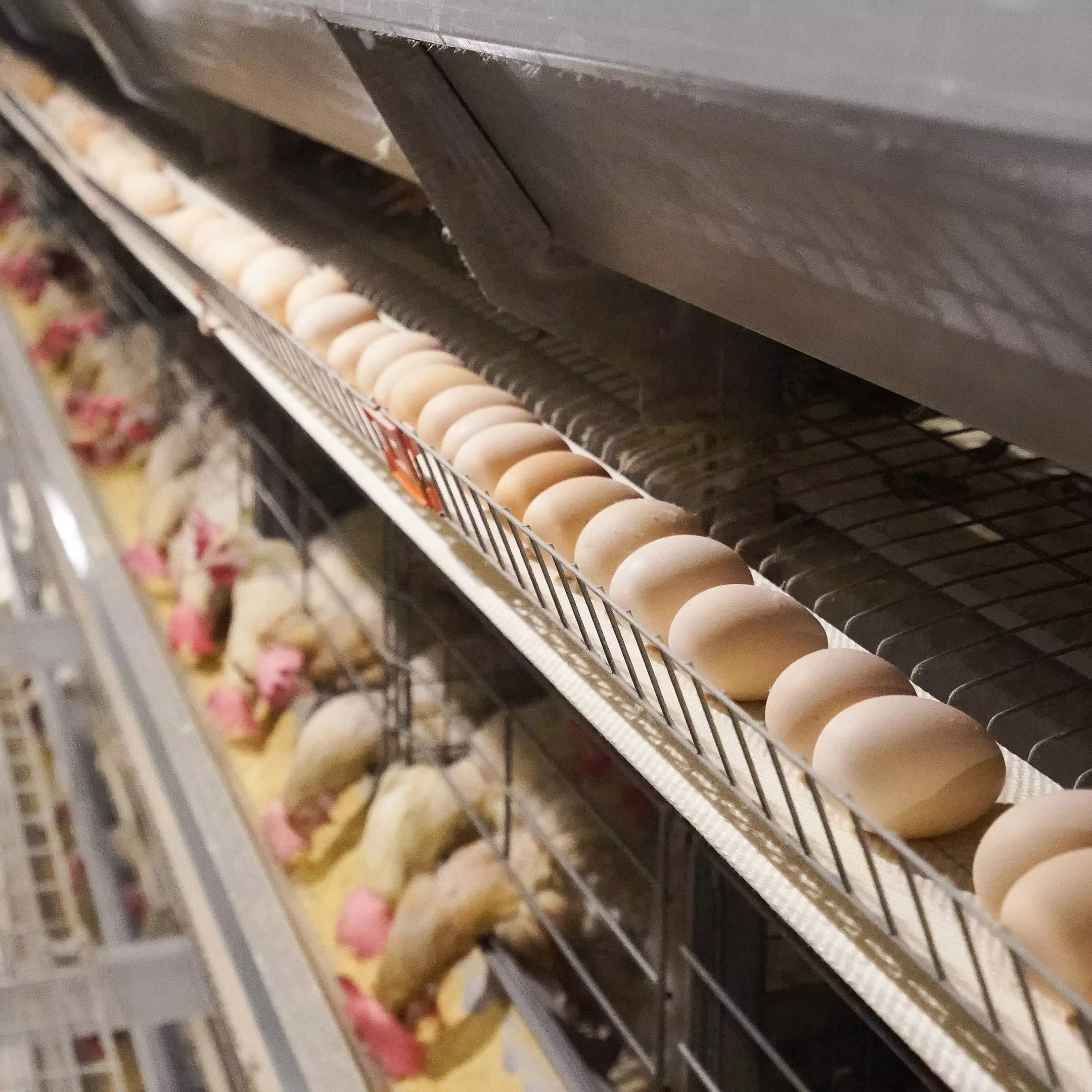 Automatic Poultry Cage Layer Poultry Farm  Automatic Battery Cage Automatic Poultry Layer  Equipment Jaula De Gallina Ponedora