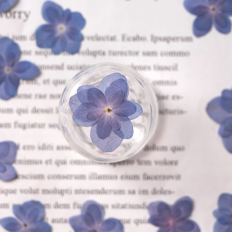 Materials Preserved natural real dry pressed dusty blue leaves Hydrangea flowers for resin wholesale dried pressed flower
