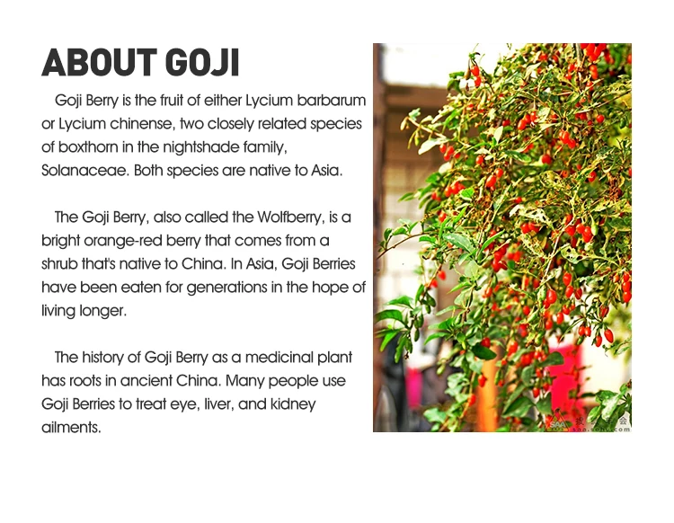 Wholesale Dried Vitamins Goji Berry Seeds Halal Dried Fruit Natural Air Dried Organic Goji Berry