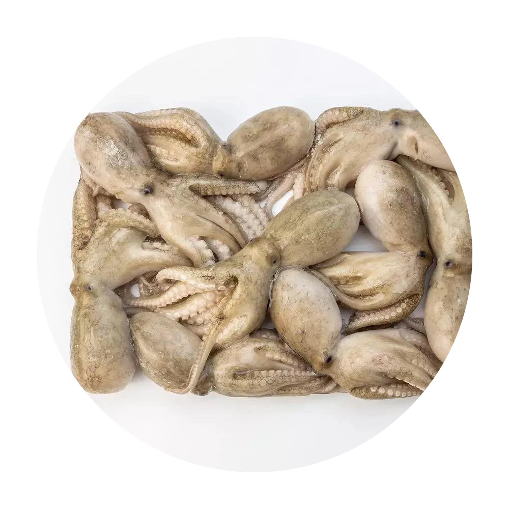Wholesale Price Food Grade Frozen Octopus Seafood New Season Export Giant Frozen Whole Octopus In Stock  frozen small baby octop