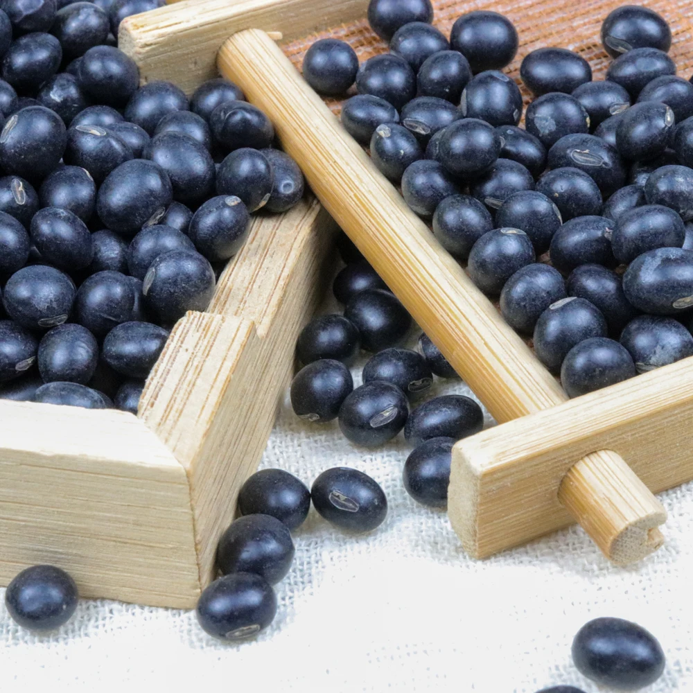 
Food grade big black beans / black soya bean/ black soybean yellow kernel 