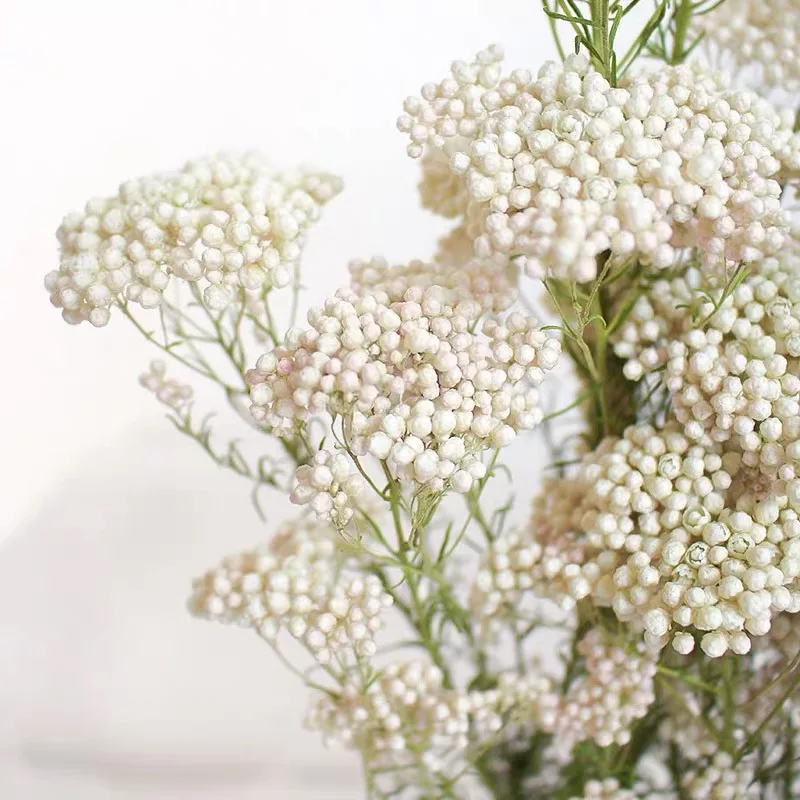 wholesale modern arrangement natural ozothamnus preserved rice flower for mother day flower