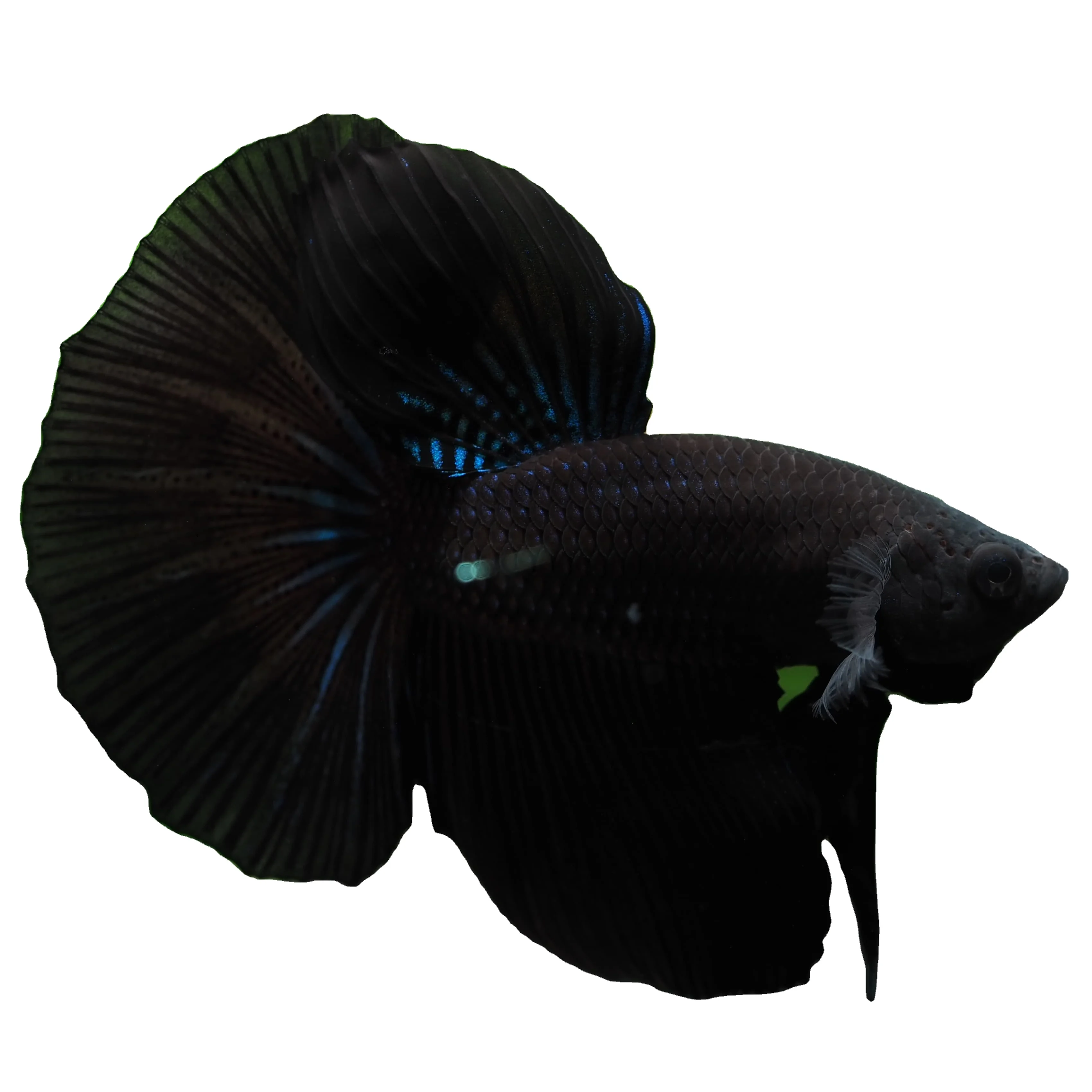 
HALFMOON SUPER BLACK - Multicolor Thailand Betta Fish Premium Quality Plakat Siamese Fighting Fish Ornamental Aquariums 