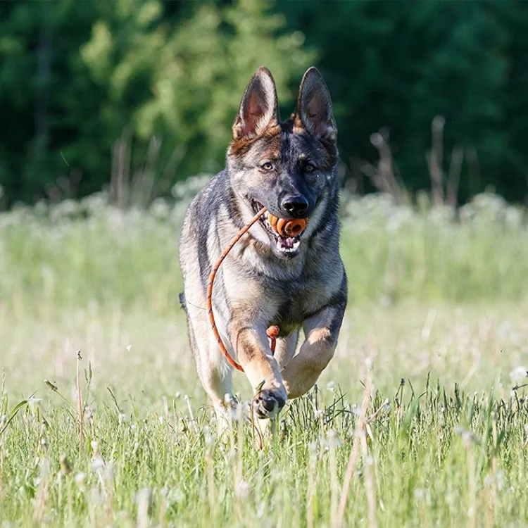 Natural Rubber Dog Interactive and Training Ball  Pet Toothbrush Toy Dog Chew Ball Toy with Rope