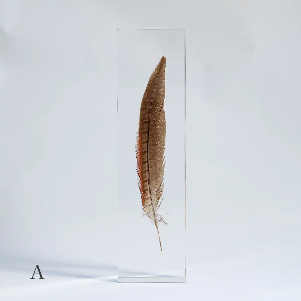 Acrylic Home Display Feather Embedded Specimens Crafts Block Lucite Pheasant Feather Specimen Paperweights