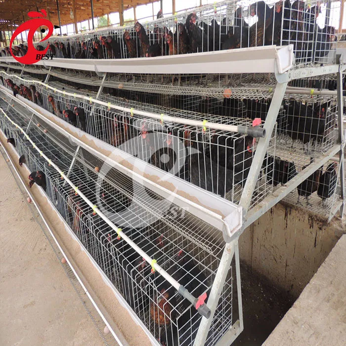 Battery Layer Chicken Cage For Poultry Farm With 120 Birds Capacity