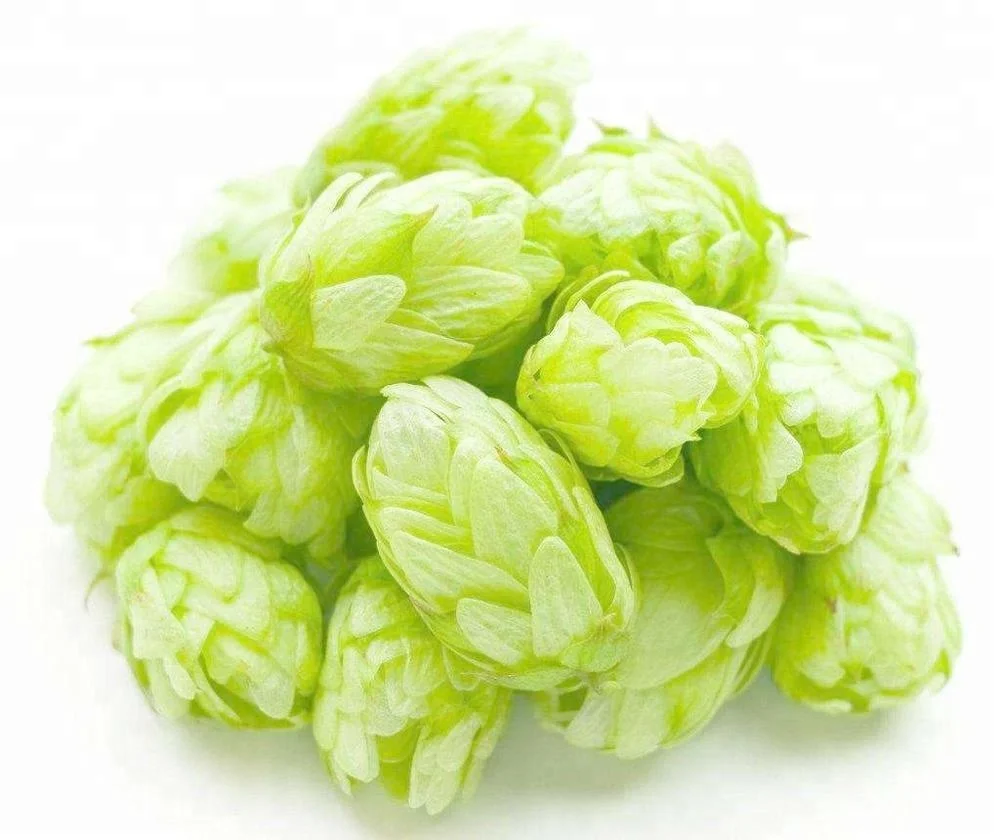 Free Sample Hops Flower Extract Powder Beer Hops Extract 1%-5% Xanthohumol