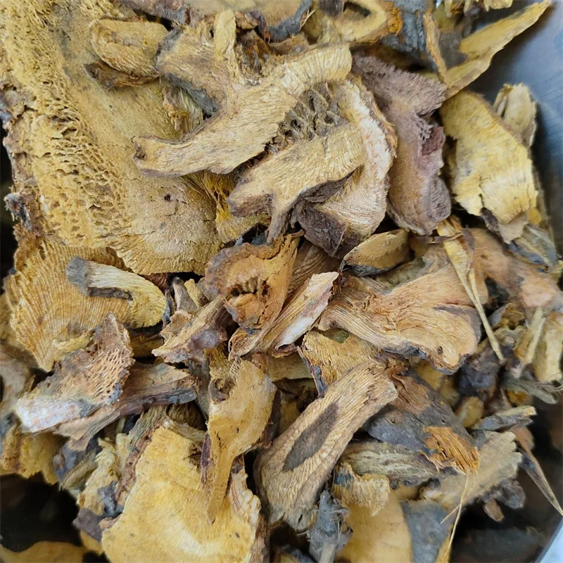 Hu Zhang Polygonum cuspidatum