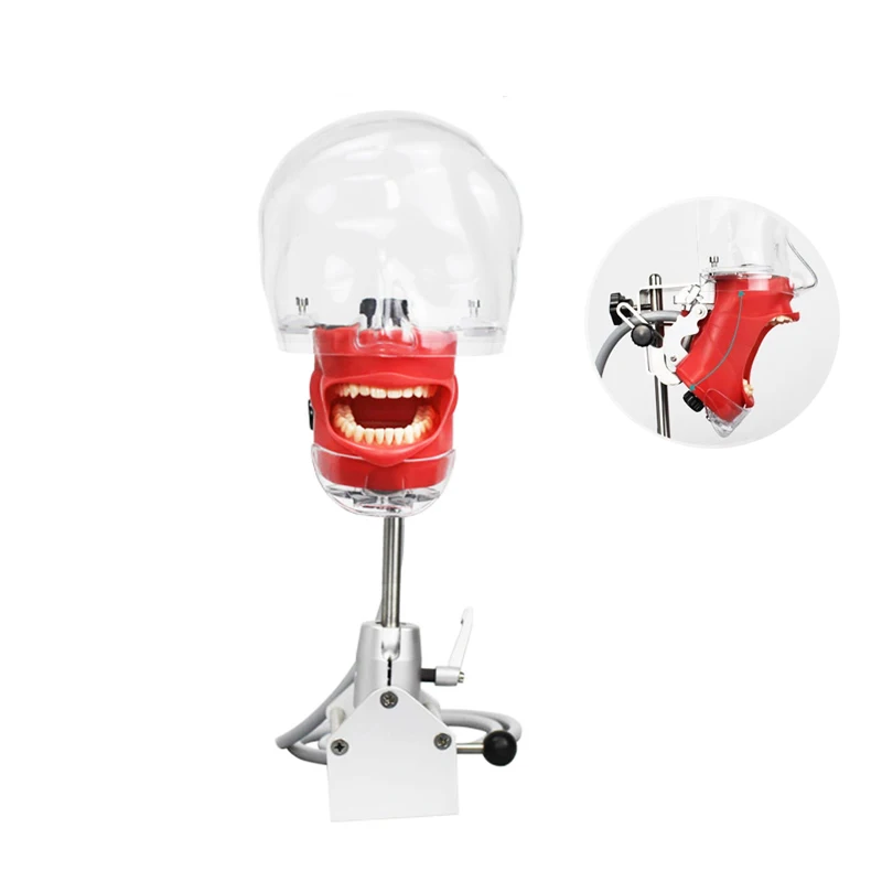 medical simulator simulated head for medical dental phantom head  for dentist teaching