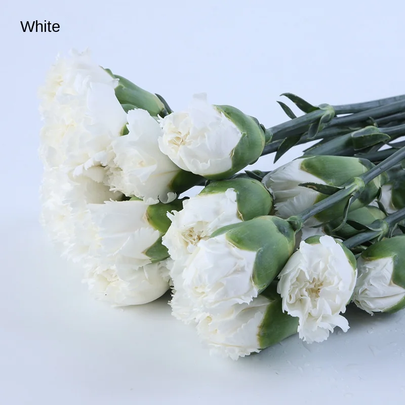 20pcs/pack Kunming Yunnan China Bulk Export Plant Carnation Fresh Cut Flower for Decoration