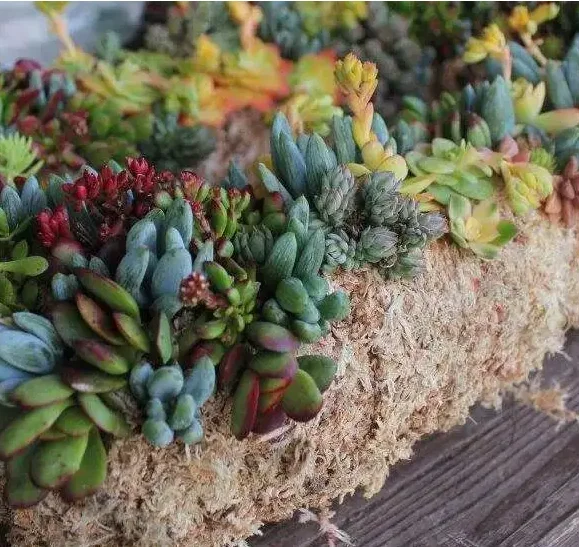 Sphagnum Moss Custom Compressed Dry Brick Sphagnum Peat Moss For Reptile Substrate Plants