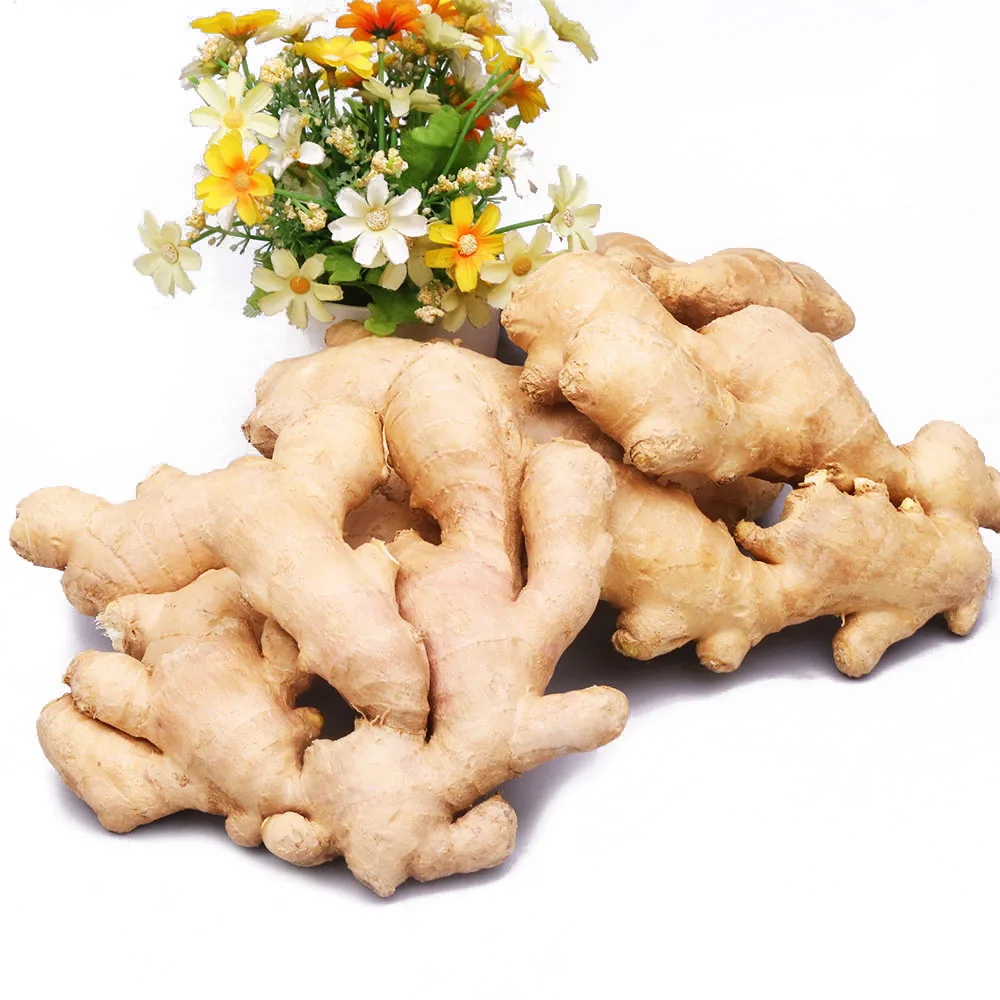 Fresh Ginger Export High Quality Fresh Elephant Ginger From Fresh Ginger Price In China