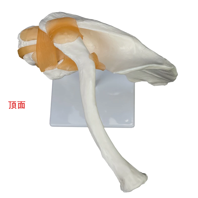 Production of high quality  plastic Anatomical  Life-size Big Shoulder Joint-functional Model Skeleton Model Medical model